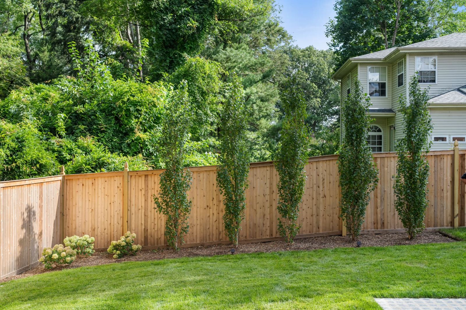 New lawn bordered by a cedar privacy fence and columnar trees